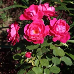 Роза канадская парковая Виннипег Паркс (С3,5л.)