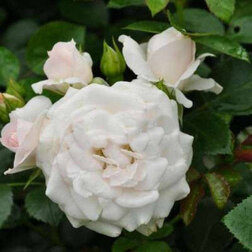 Роза почвопокровная Двоф Вайт (С3,5л)