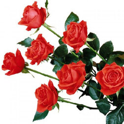 Роза флорибунда Холстайн (С3,5л.)