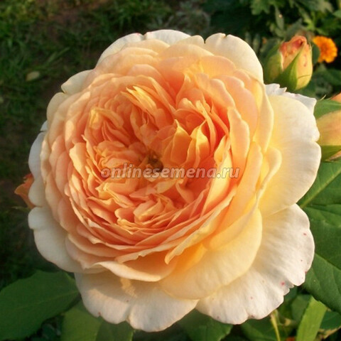 Роза английская Грэхэм Томас (С3,5л)