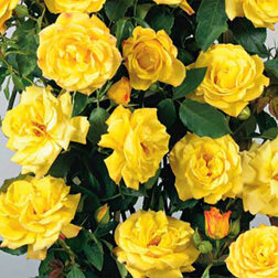 Роза плетистая Клайминг Голдиз (С3.5л)