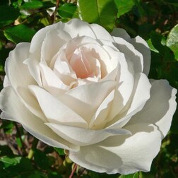 Роза флорибунда Вайт Валей (С3.5л)