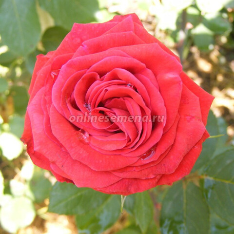 Роза чайно-гибридная Квин оф Бермуда (С3,5л)