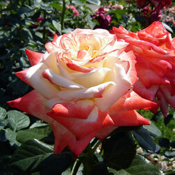 Роза чайно-гибридная Императрица Фара (С3.5л)