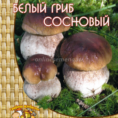 Белый гриб сосновый (60 мл.)