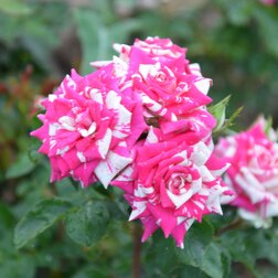 Саженцы розы Флэшинг (миниатюрная)
