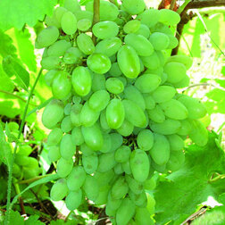 Виноград плодовый Тимур