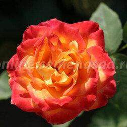 Роза флорибунда Анимо (С3,5л.)