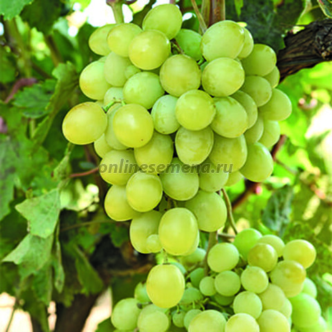 Виноград плодовый Белый ранний