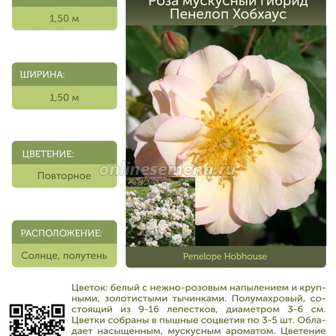 Роза мускусный гибрид Пенелоп Хобхаус С30