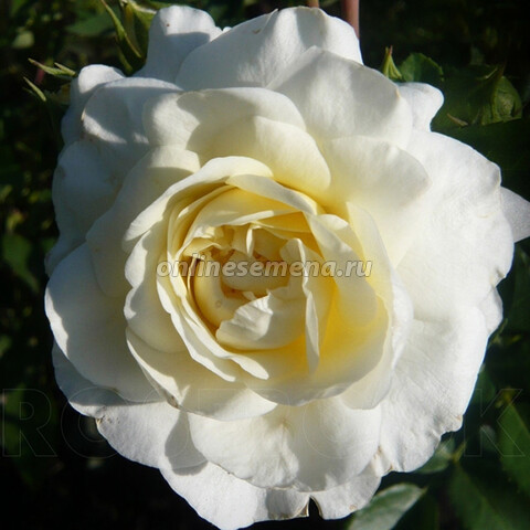 Роза английская чайно-гибридная Пейшенс