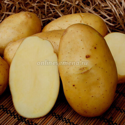 Картофель семенной Колетте (элита) (3 кг) НОВИНКА