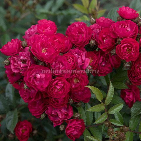 Роза миниатюрная Альберих (С3,5)