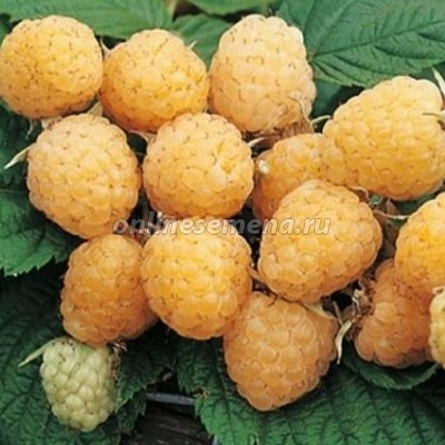 Малина желтоплодные сорта Алтайская десертная