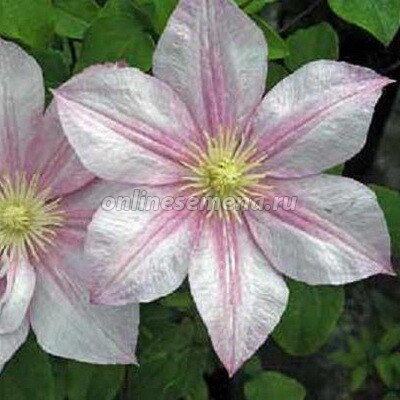 Клематис крупноцветковый Каролина