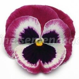 Виола крупноцветковая Матрикс Роуз Винг (1уп-100шт) профессиональные семена