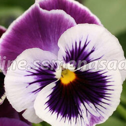 Виола крупноцветковая Селло Виолет Фэйс(1уп-100шт) профессиональные семена