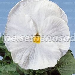 Виола крупноцветковая Селло Пьюр Вайт (1уп-100шт) профессиональные семена