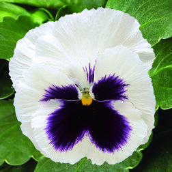 Виола крупноцветковая Колоссус Вайт виз Блотч (1уп-1000шт)
