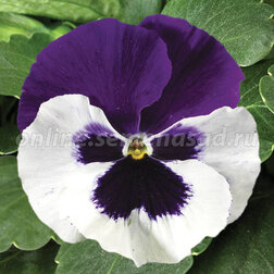 Виола крупноцветковая Колоссус Вайт виз Парпл Винг  (1уп-1000шт)профессиональные семена