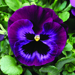 Виола крупноцветковая Колоссус Неон Виолет (1уп-1000шт) профессиональные семена