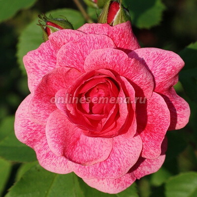 Роза канадская парковая Модэн Руби 