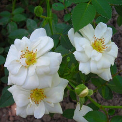 Роза миниатюрная Вайт Кове (С3,5)