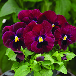 Виола крупноцветковая Маммот Роки Роуз (1уп-100шт) профессиональные семена