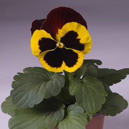 Виола крупноцветковая Селло Еллоу ред Винг (1уп-100шт) профессиональные семена
