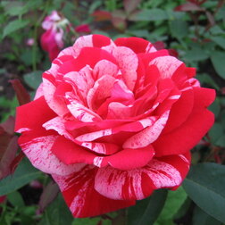 Роза парковая Фердинанд Пичад (С3,5л) (розовый с белыми брызгами)