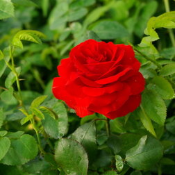 Роза парковая Флюоресцент