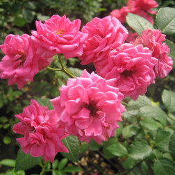 Роза парковая Эльмшорн (С3,5)