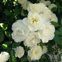 Роза плетистая Клайминг Айсберг (V3,5л) (белый)