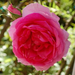Роза плетистая Парад (С3,5л)