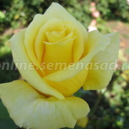 Роза парковая Чайнатаун (С2-4л) 