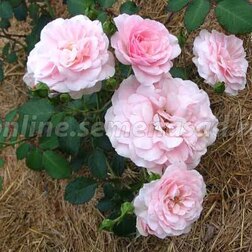Роза флорибунда Боника (С2-4л)