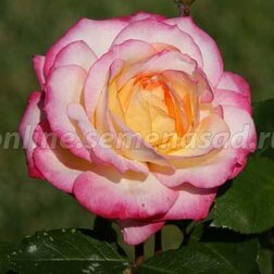 Роза флорибунда Ламинуэт (С2-4л) 