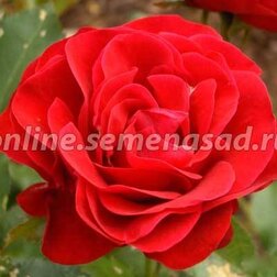 Роза флорибунда Нина Вейбул (С3,5л.)