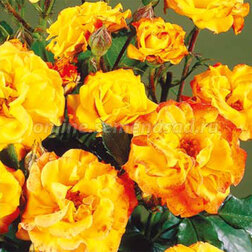Роза флорибунда Петито (С2-4л) 