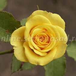 Роза чайно-гибридная Ландора (С3,5л.)