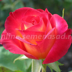Роза чайно-гибридная Лидка (С2-4л) 
