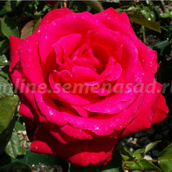 Роза чайно-гибридная Ред Берлин (С3,5л)
