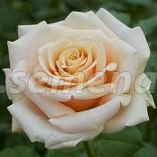 Роза чайно-гибридная Рикардо (С2-4л) 