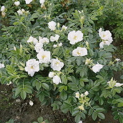 Роза морщинистая Альба (С7,5) 