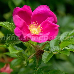 Роза морщинистая Рубра (С7,5)