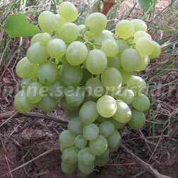Виноград плодовый Белое Чудо (С2-3л.)