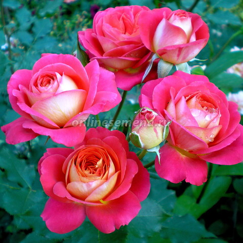 Роза флорибунда Мидсаммэ (С3,5)