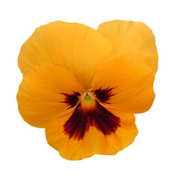 Виола крупноцветковая Селло Дип Оранж виз Блотч (1уп-100шт) профессиональные семена