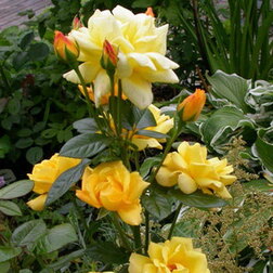 Роза флорибунда Ян Спек (С3,5л) (желтый)