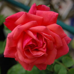 Роза чайно-гибридная Бранденбург 